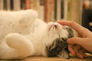 Корм Alleva holistic с курицей и уткой