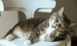 Можно ли смешивать сухие корма для кошек?