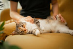 Как понять, что кошка беременна: признаки, этапы и советы для владельцев