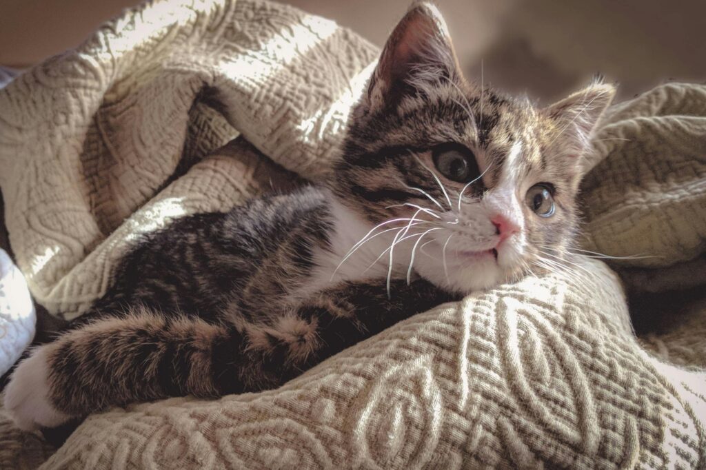 Как отучить котенка кусаться и царапаться?