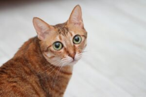 Стерилизуют ли кормящих кошек?