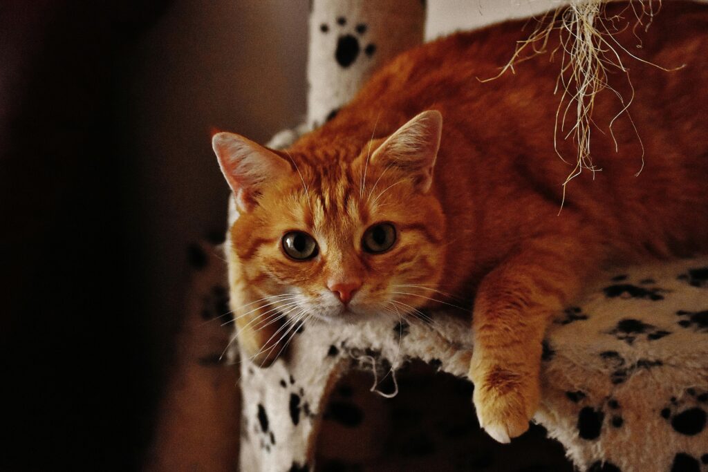 Можно ли смешивать сухие корма для кошек?
