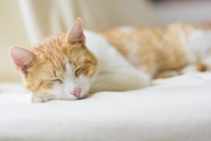 Почему коты любят валерьянку?