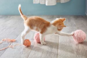 Как отучить котенка кусаться и царапаться?